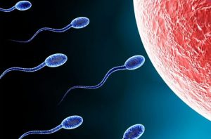 How Long Does Sperm Live E1508397500136 300x198 